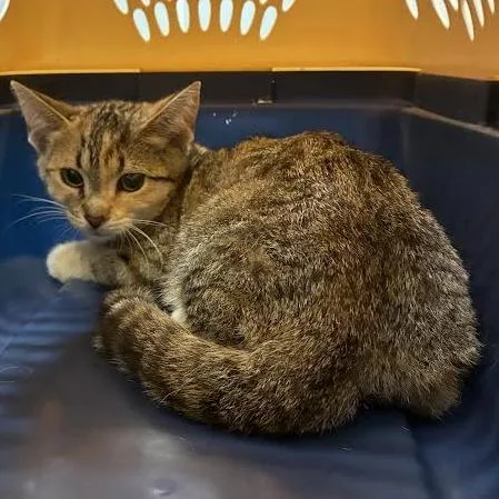 A baby small-sized female Tortoiseshell Domestic Short Hair cat named Wallaby for adoption in Dearborn, MI