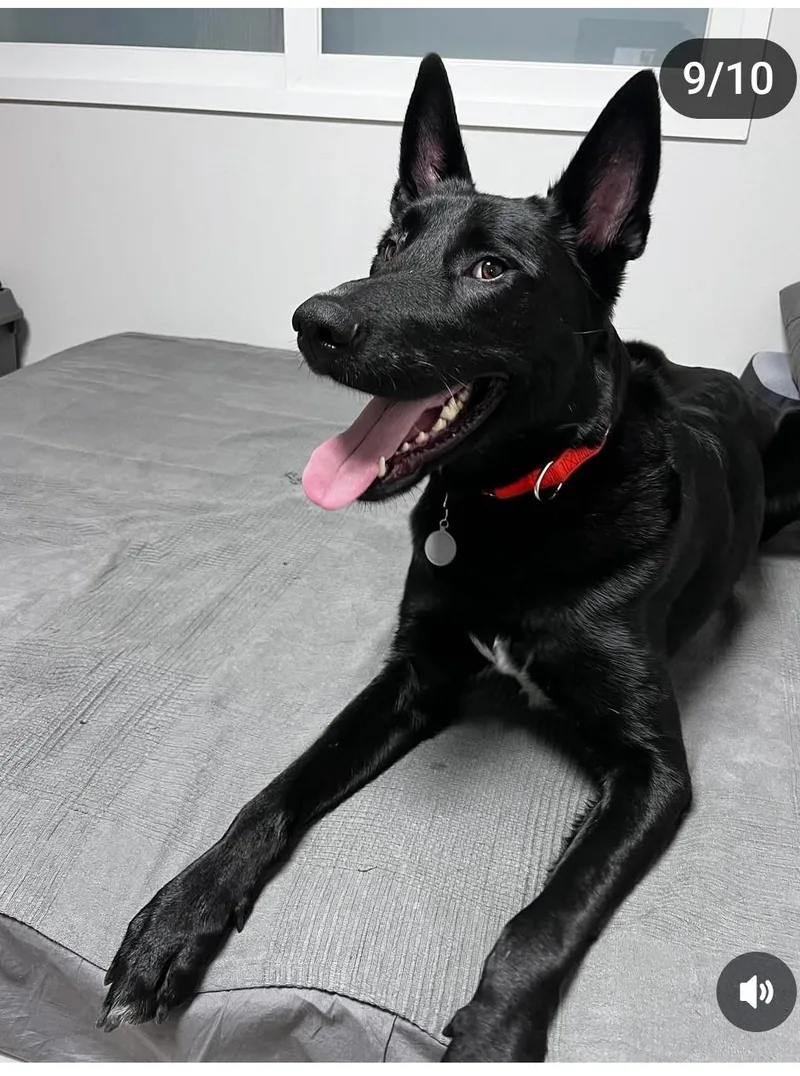 An adult large-sized male Belgian Shepherd / Malinois dog named Sultang for adoption in Duluth, GA