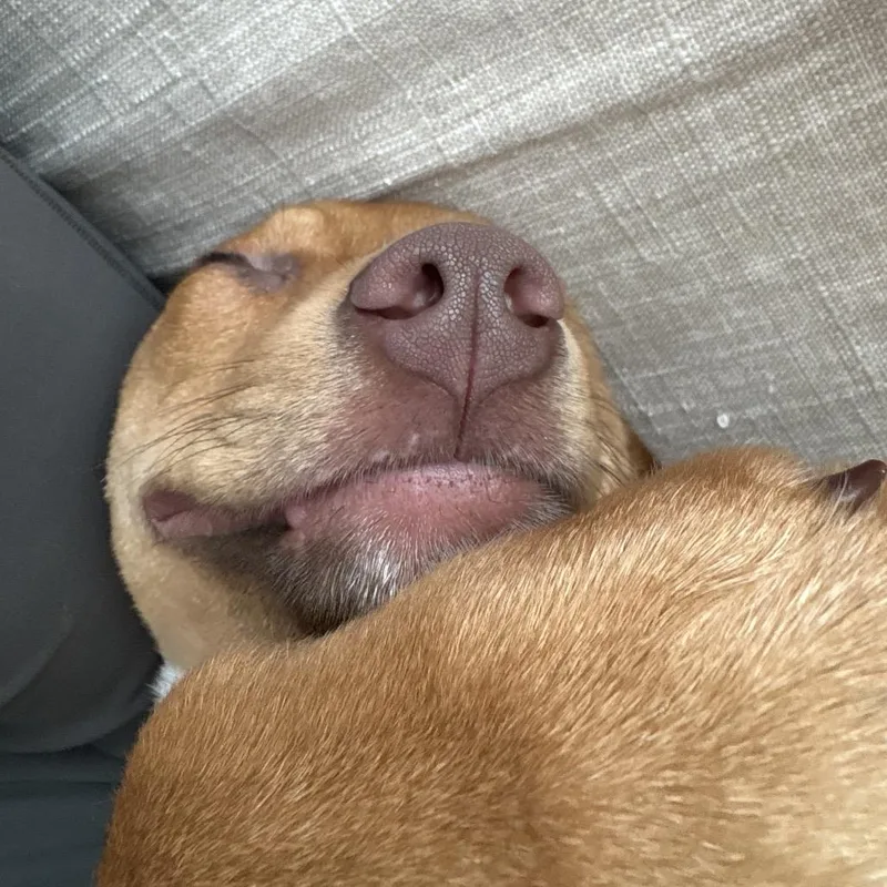 A baby small-sized female Brown / Chocolate Australian Kelpie dog named Kit for adoption in Nashville, TN