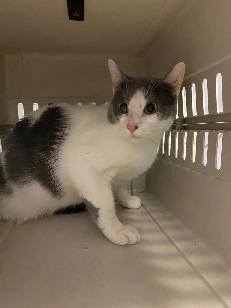 A young large-sized male Domestic Short Hair cat named Tommy for adoption in New Braunfels, TX
