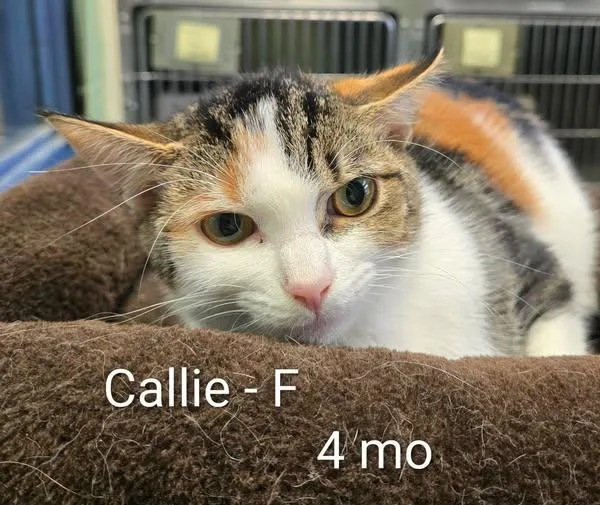A baby medium-sized female Calico Domestic Short Hair cat named Callie for adoption in Amherst, VA