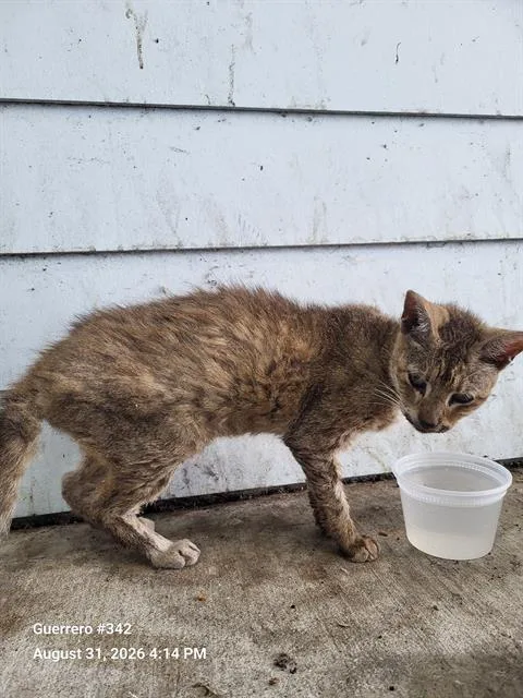An adult medium-sized female Domestic Short Hair cat named Pam for adoption in San Antonio, TX