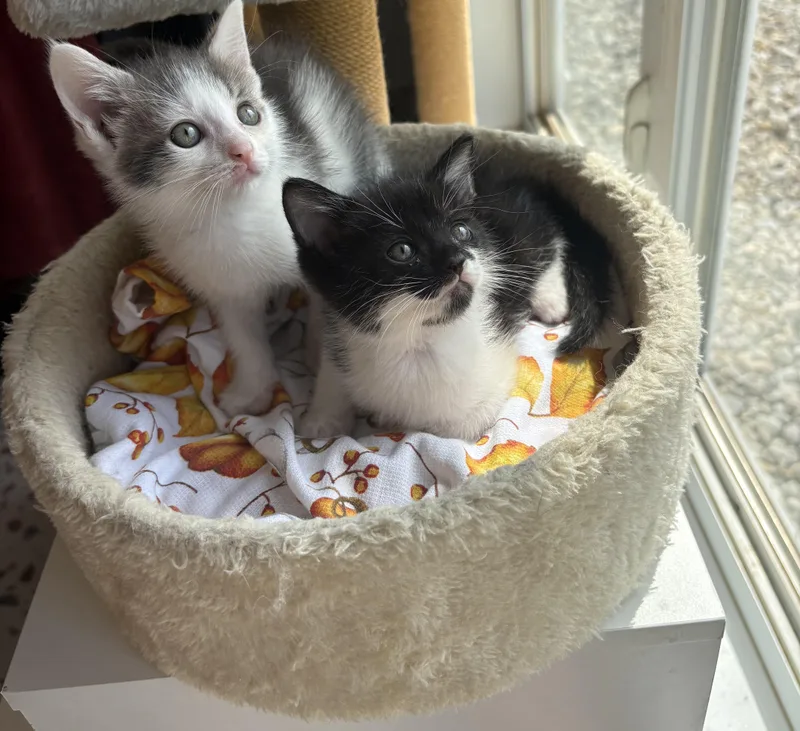 A baby medium-sized female Gray & White Domestic Short Hair cat named Camari for adoption in Bethel, OH