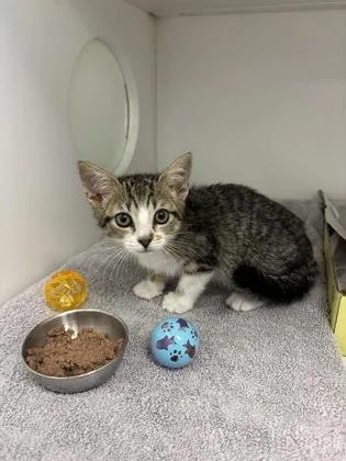 A baby small-sized male Domestic Short Hair cat named Hank for adoption in Manteo, NC