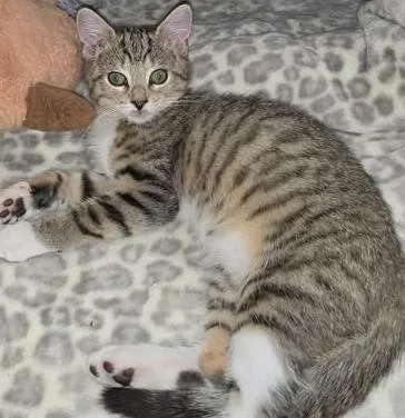 A baby medium-sized female Tabby (Brown / Chocolate) Domestic Short Hair cat named Leaf for adoption in Fort Mill, SC