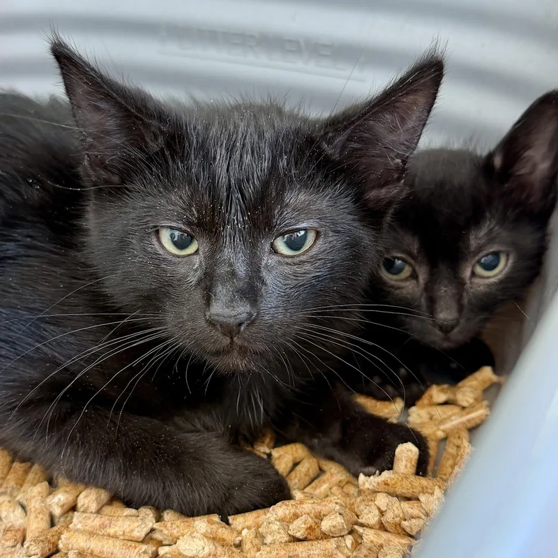 A baby small-sized male Black Domestic Short Hair cat named Robona for adoption in Oakland, CA