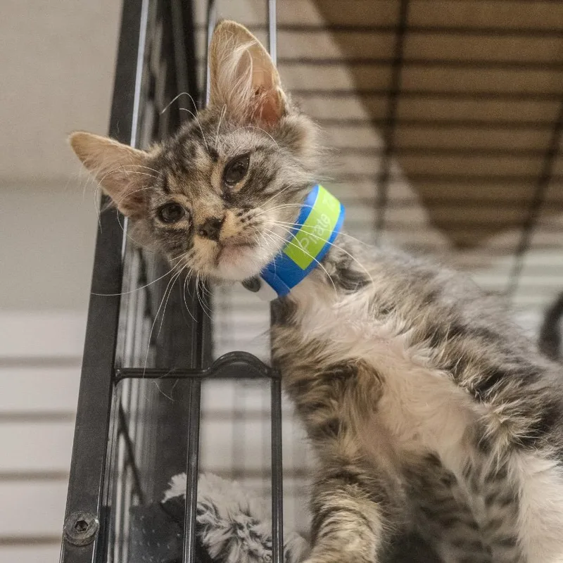 A baby small-sized male Brown / Chocolate Domestic Short Hair cat named Pirate for adoption in Pawling, NY