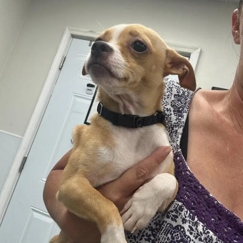 A young small-sized female Yellow / Tan / Blond / Fawn Mixed Breed dog named Rumi for adoption in Fredericksburg, VA