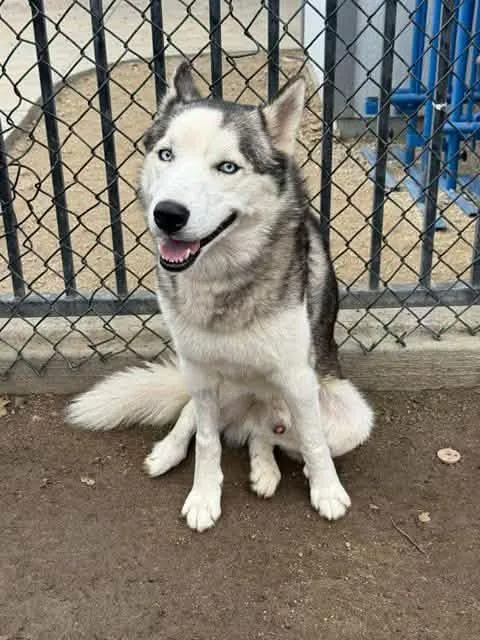 A young medium-sized male Siberian Husky dog named Bolt for adoption in Jefferson City, MO