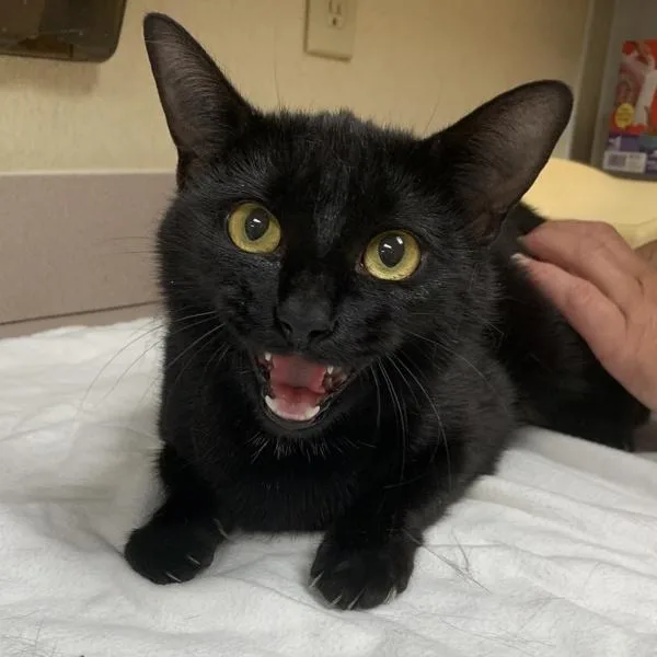 An adult small-sized female Domestic Short Hair cat named Lizzo for adoption in Salisbury, MD