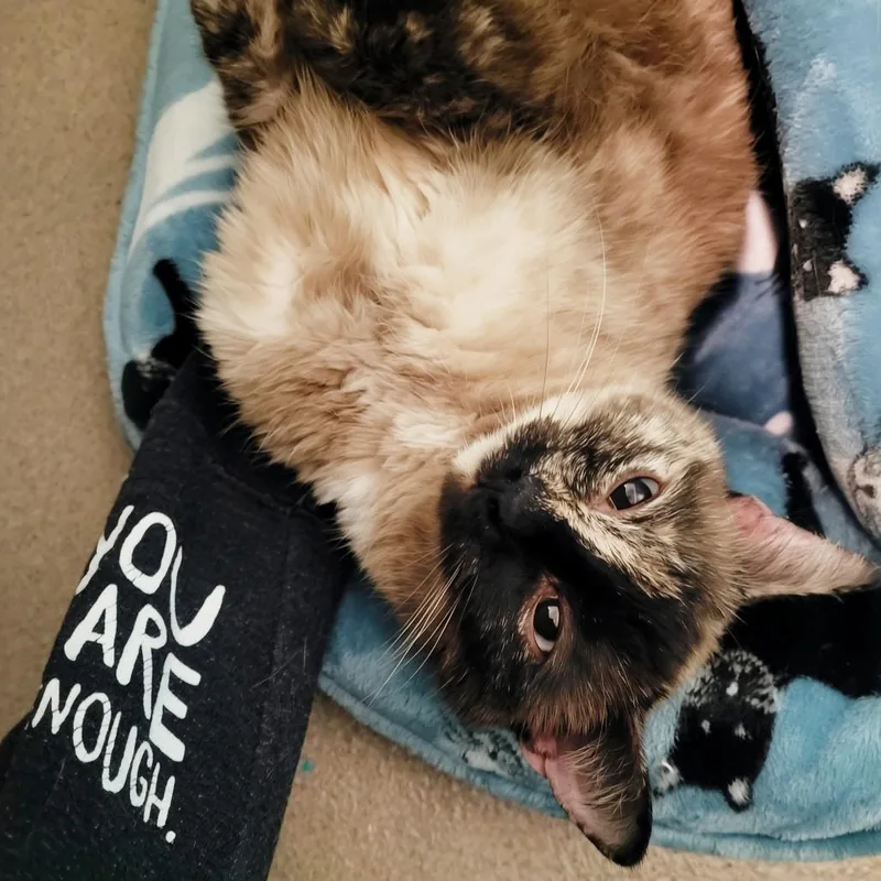 An adult medium-sized female Black Domestic Short Hair cat named Umbreon for adoption in Fredericksburg, VA