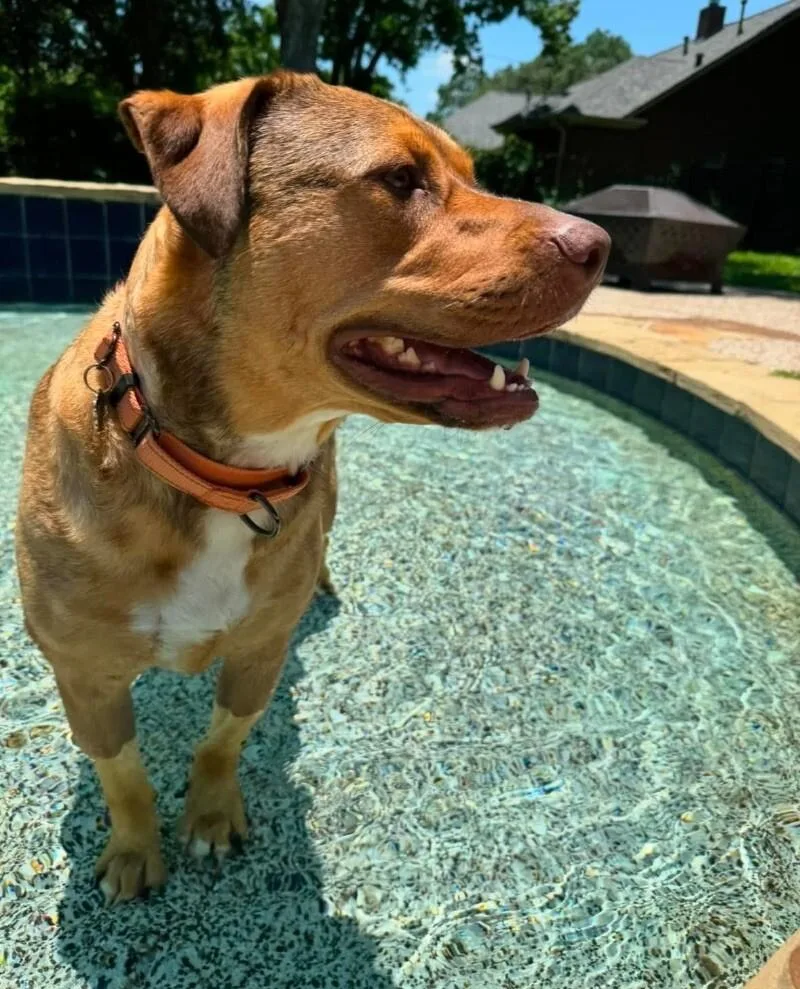 An adult large-sized female Golden American Staffordshire Terrier dog named Vivie Anna Vienna The for adoption in Friendswood, TX