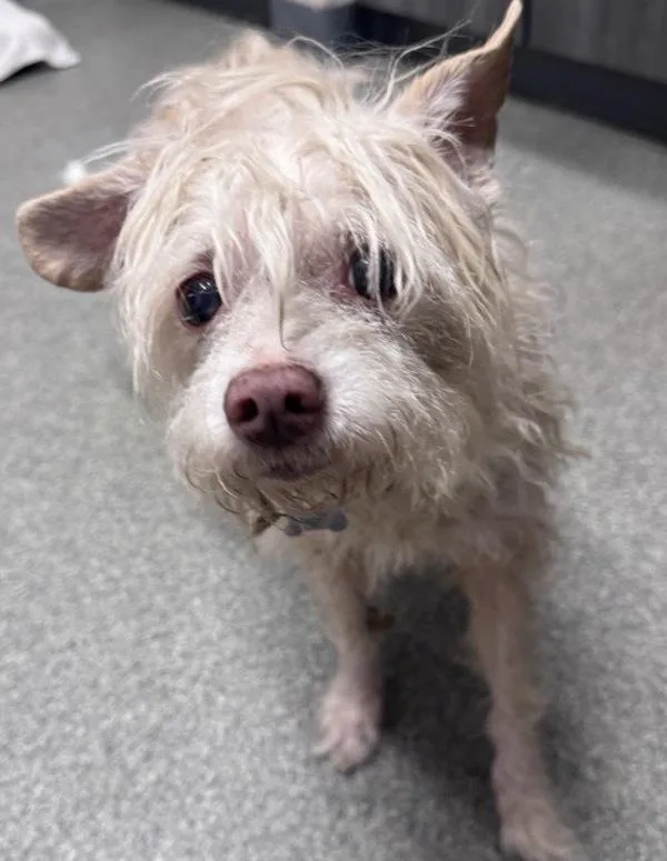 A senior small-sized male Maltese dog named Tintin for adoption in Escondido, CA