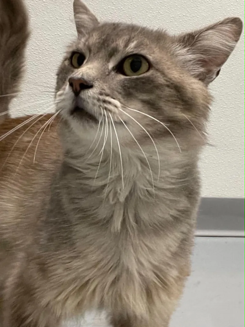 An adult medium-sized male Gray / Blue / Silver Domestic Medium Hair cat named Harry for adoption in Covington, VA