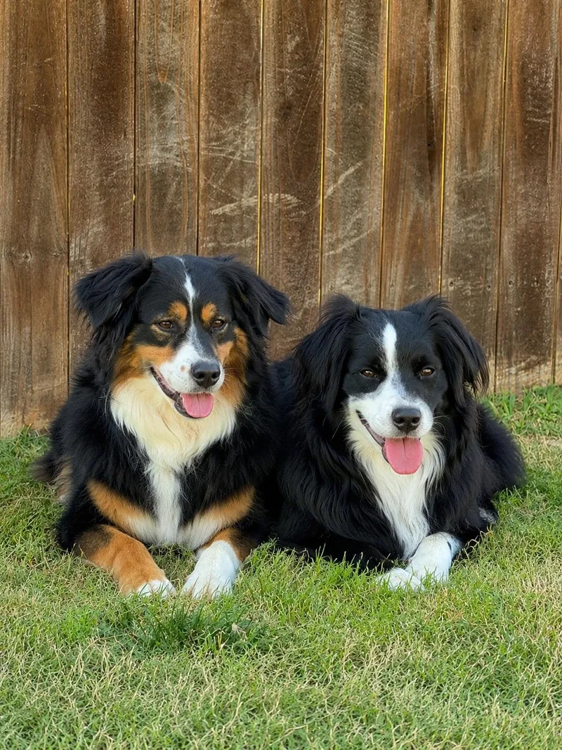 An adult medium-sized male Australian Shepherd dog named Bruno & Rayna for adoption in Dallas, TX