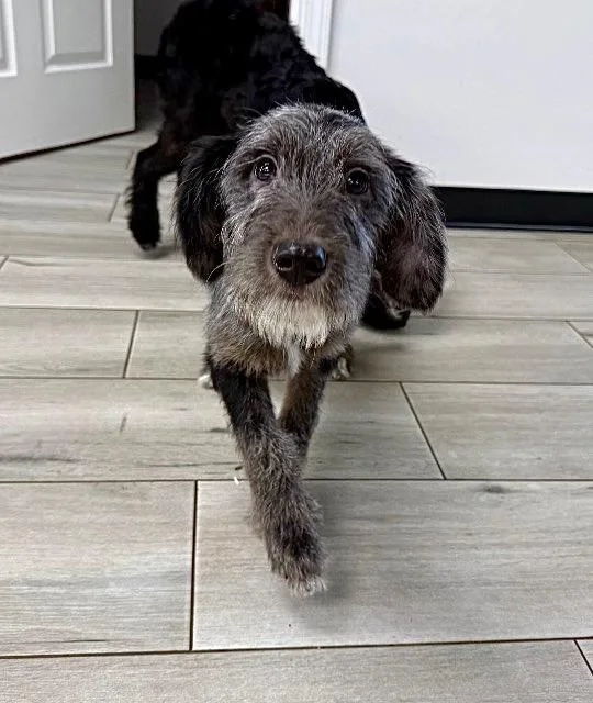 Ellie Girl thumbnail 2