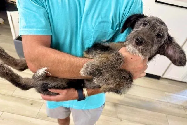 Ellie Girl thumbnail 3