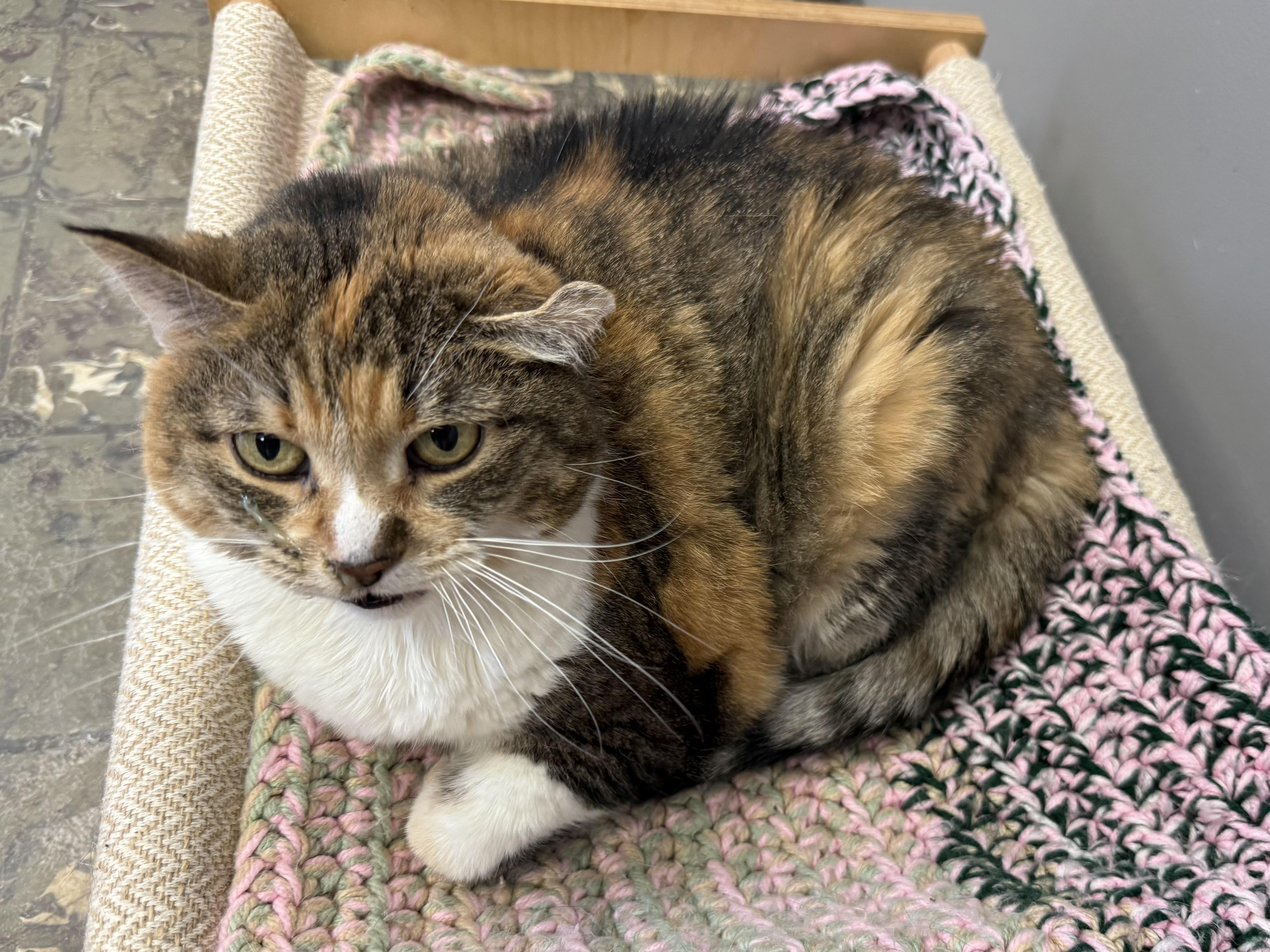Princess Pretty Pickles