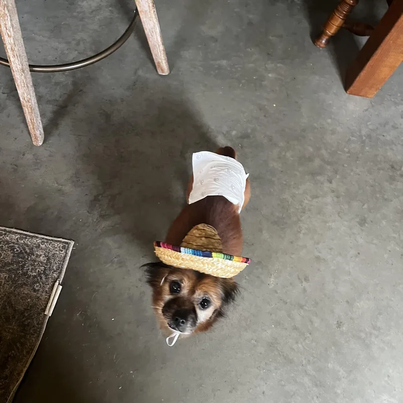 A senior small-sized male Brown / Chocolate Pomeranian dog named Marco for adoption in Breinigsville, PA