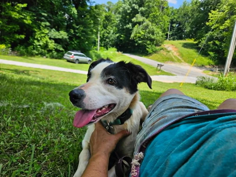 A young medium-sized female Border Collie dog named Elizabeth for adoption in Hilham, TN