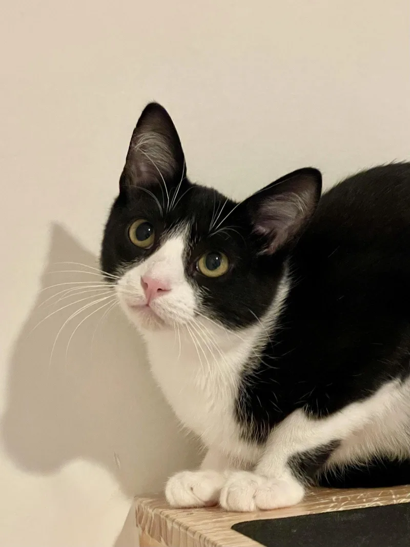 A young medium-sized male Black & White / Tuxedo Domestic Short Hair cat named Mustard for adoption in Oakland, CA