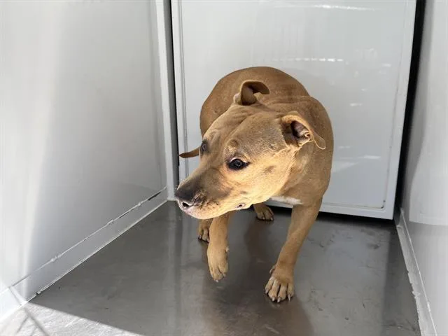 An adult medium-sized female Pit Bull Terrier dog named Honey for adoption in Modesto, CA