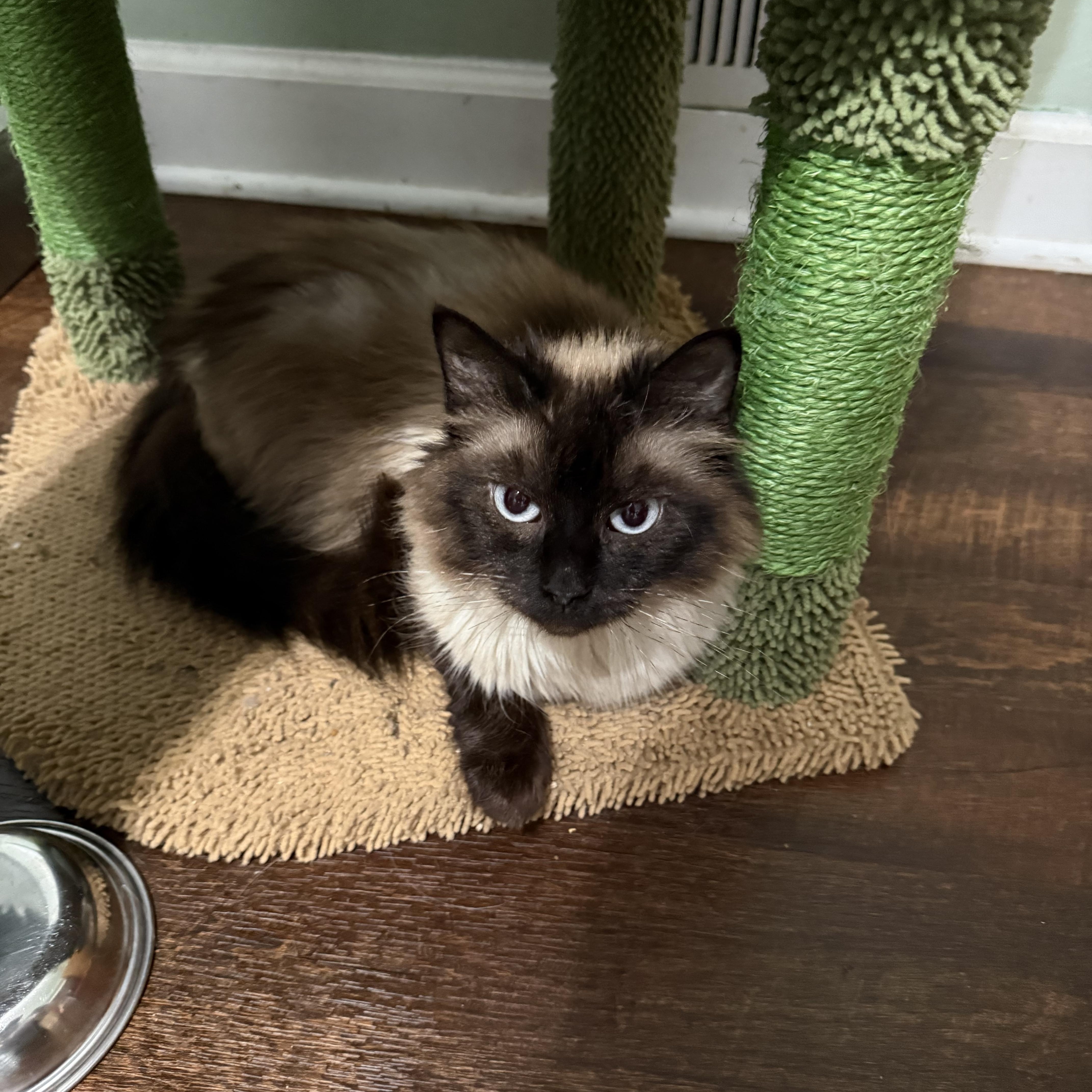 A young medium-sized female Seal Point Persian cat named Samone for adoption in Indianapolis, IN