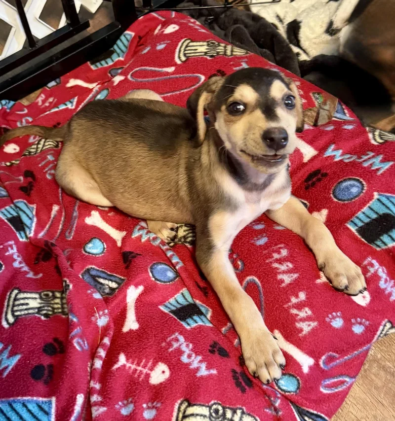 A baby medium-sized female Hound dog named Nova for adoption in Maiden, NC