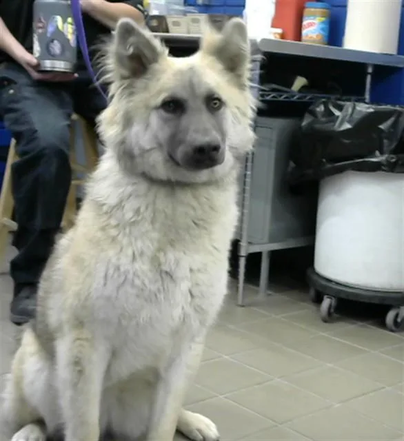 A young large-sized female Anatolian Shepherd dog named Yen for adoption in Albuquerque, NM