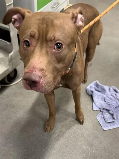 A young large-sized male Pit Bull Terrier dog named Brownie for adoption in Upper Marlboro, MD