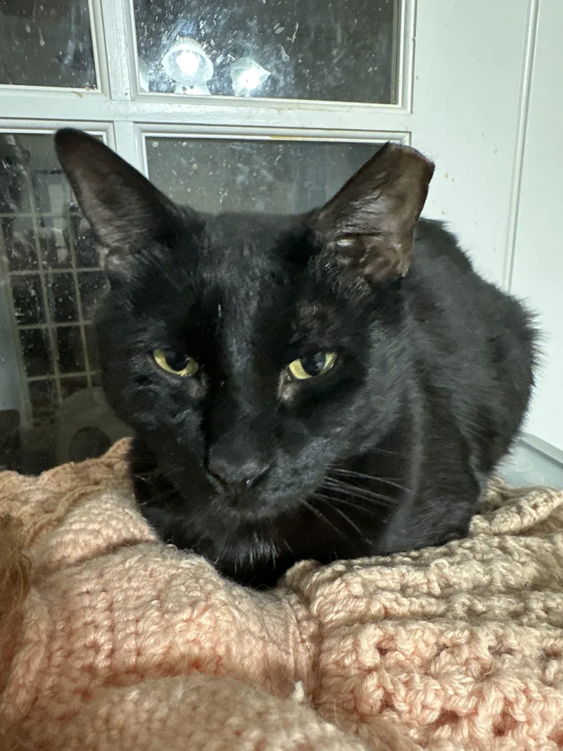 A baby small-sized male Black Bombay cat named Kodiak Midnight for adoption in Biloxi, MS