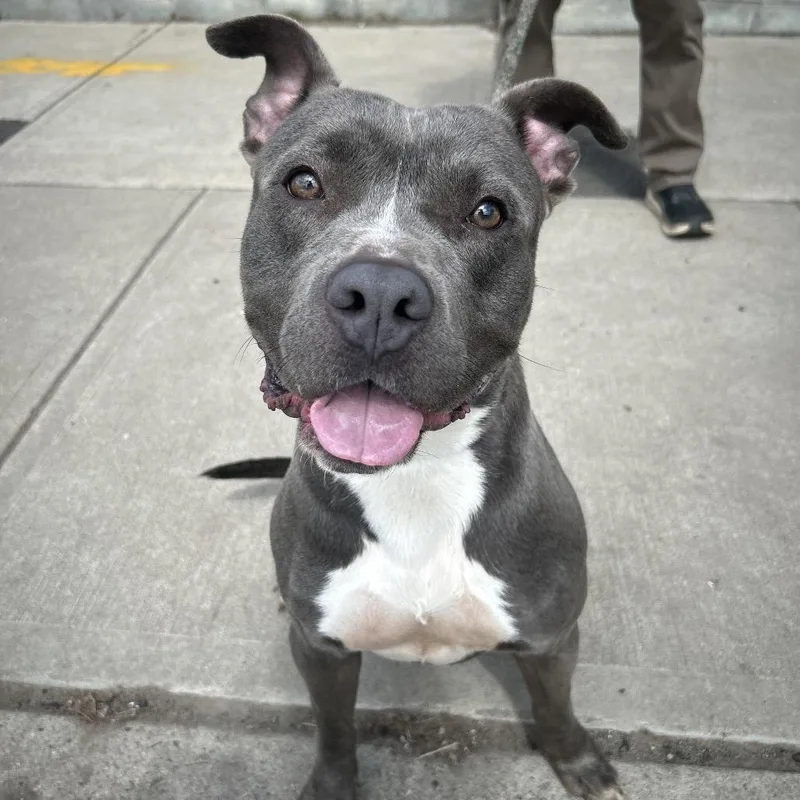 An adult medium-sized male Gray / Blue / Silver Pit Bull Terrier dog named Pj for adoption in Newark, NJ