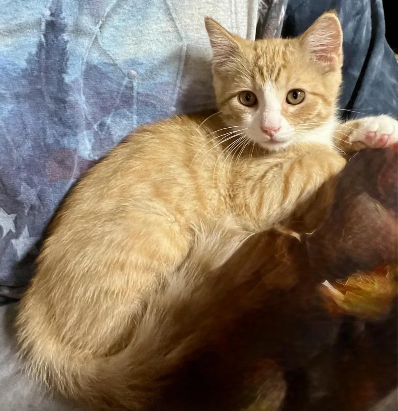 A baby medium-sized male Tabby (Buff / Tan / Fawn) American Shorthair cat named Bandit for adoption in Johnson City, TN