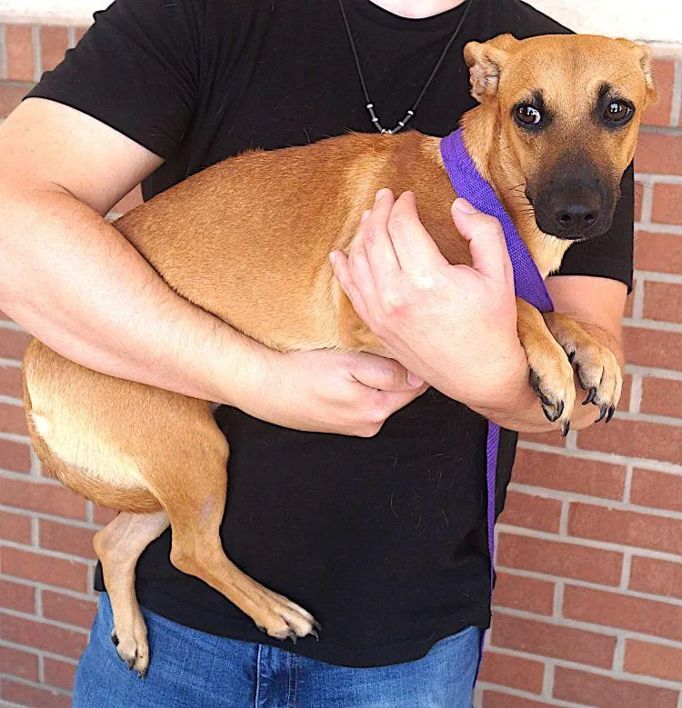 An adult small-sized female Golden Dachshund dog named Martha for adoption in Carrollton, TX