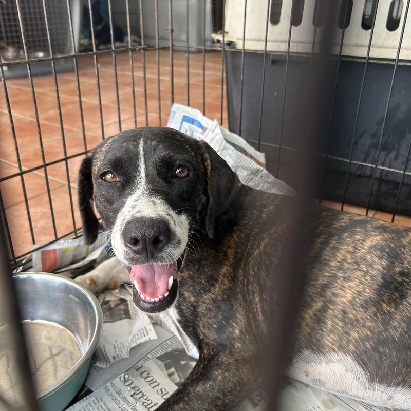 An adult medium-sized female Brindle Mixed Breed dog named Rory for adoption in Loiza, PR