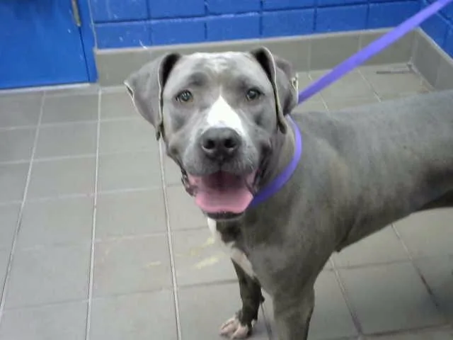 An adult large-sized female Pit Bull Terrier dog named Malu for adoption in Albuquerque, NM