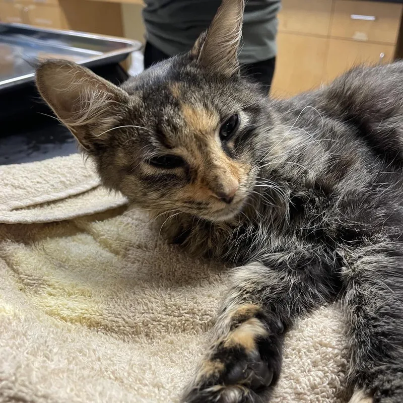 A young small-sized female Calico Domestic Medium Hair cat named Kaulua for adoption in Chattanooga, TN
