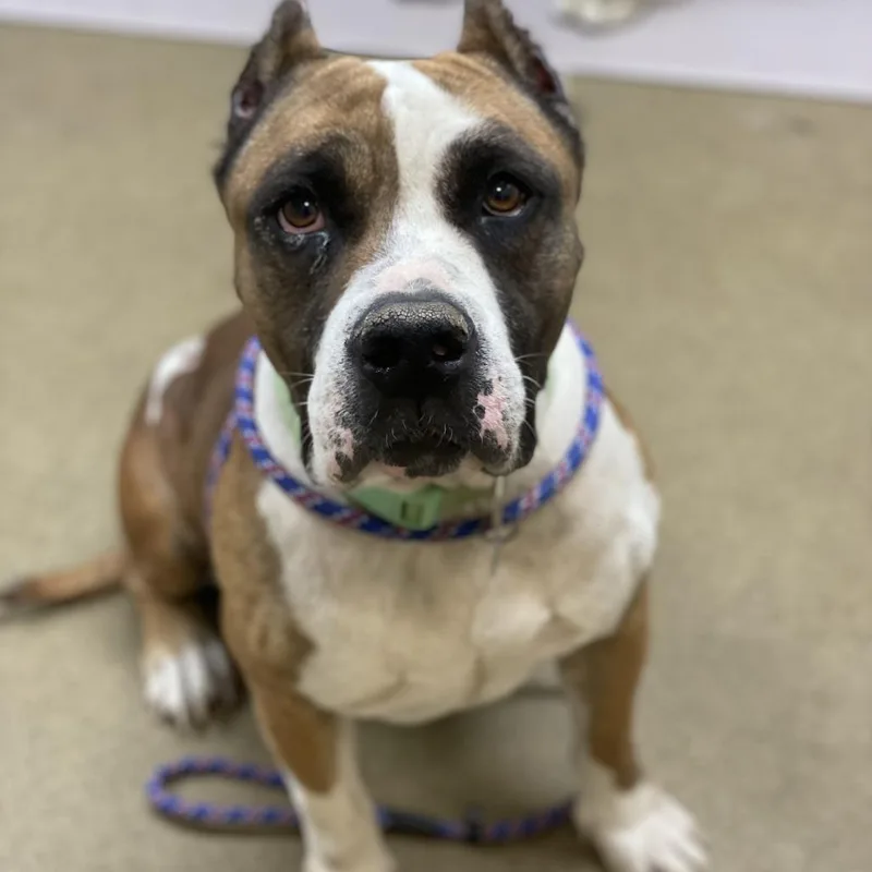 An adult medium-sized female Brown / Chocolate Pit Bull Terrier dog named Windsor for adoption in Riverside, CA