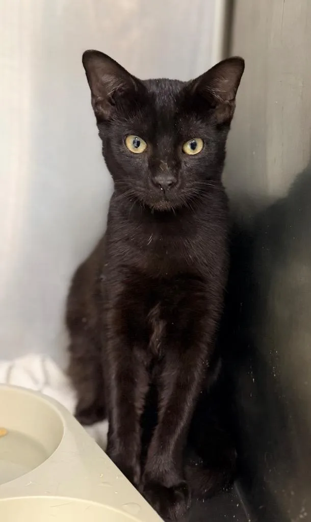 A baby medium-sized male Domestic Short Hair cat named Owen for adoption in Danielsville, GA
