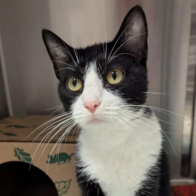 A young small-sized female Domestic Short Hair cat named Pearl for adoption in Olivette, MO