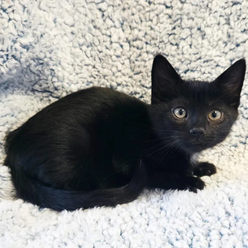 A baby small-sized male Black American Shorthair cat named Jayden for adoption in Mount Juliet, TN