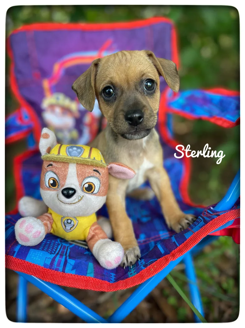 Sterling thumbnail 3
