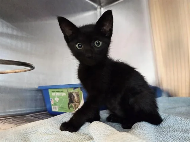 A baby small-sized male Domestic Short Hair cat named Nimbus for adoption in Martinez, CA