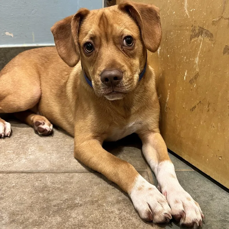 A baby small-sized male Brown / Chocolate Mixed Breed dog named Casper for adoption in Chattanooga, TN