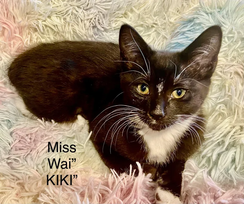 Miss Waikiki  "kiki" thumbnail 2