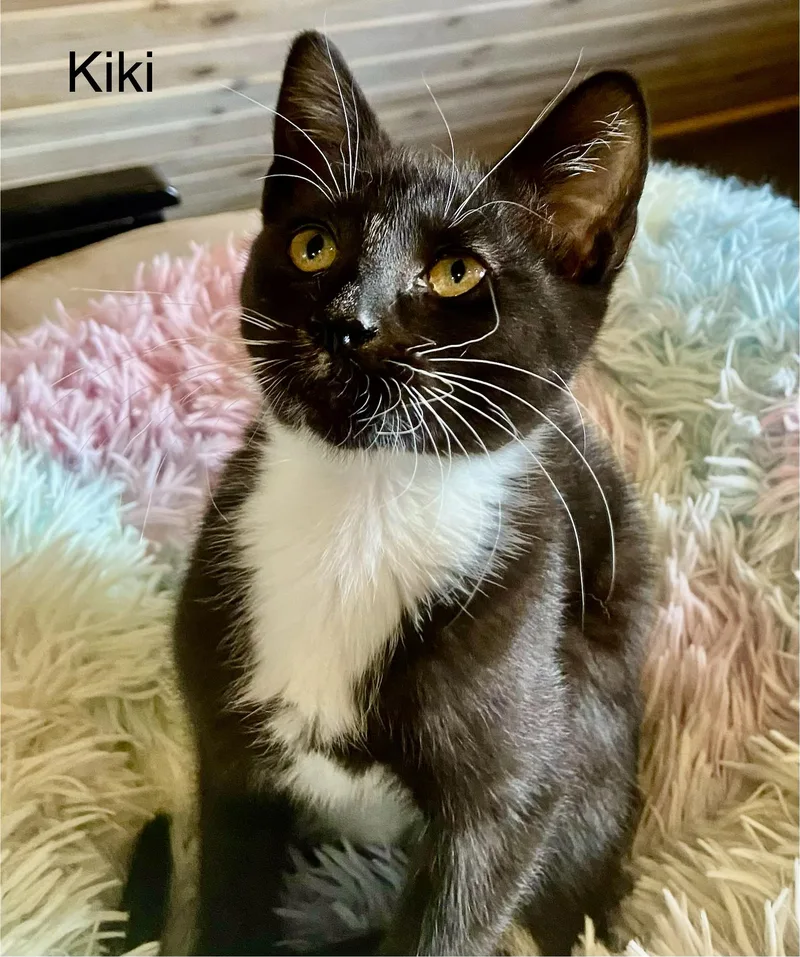 Miss Waikiki  "kiki" thumbnail 3