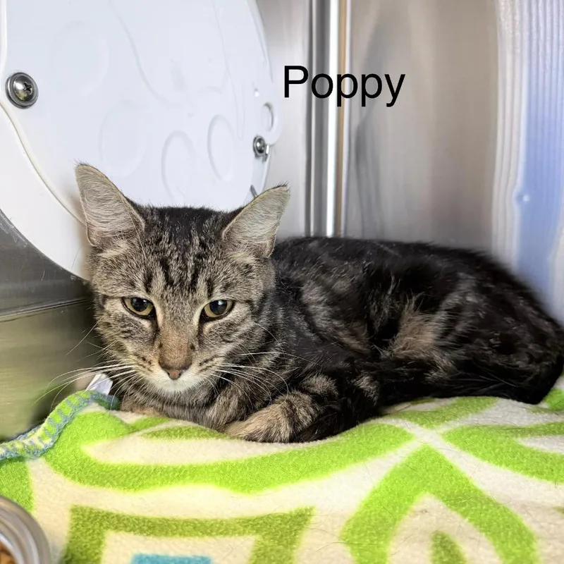Poppy