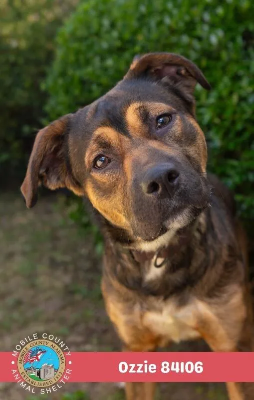 An adult medium-sized male Brown / Chocolate Collie dog named Ozzie for adoption in Mobile, AL