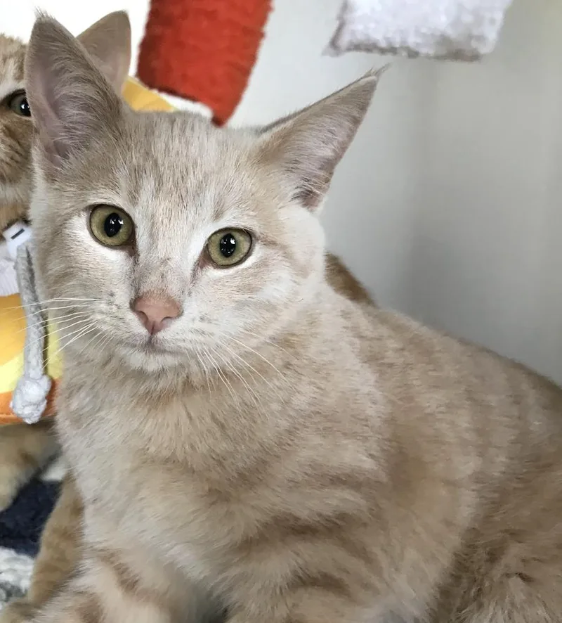 A young medium-sized male Cream / Ivory Domestic Short Hair cat named Orson for adoption in Buena Vista, CO