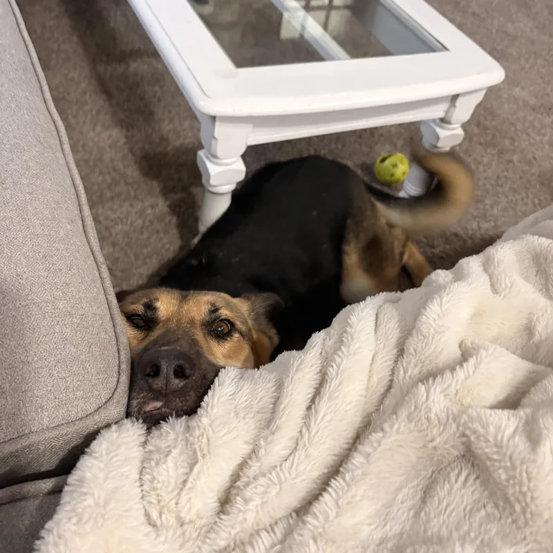 A young medium-sized female Bicolor Mixed Breed dog named Willow for adoption in Sioux Falls, SD